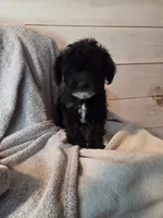 Male blk white brw , a male Yorkipoo for sale in Tulsa, OK – 4 of 7