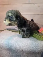 Male Brown multi, a male Yorkipoo for sale in Pittsburg, KS – 7 of 8