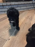 Male black/ white, a male Yorkipoo for sale in Tulsa, OK – 2 of 3