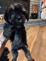 Girl phantom, a female Yorkipoo for sale in Tulsa, OK – 1 of 3