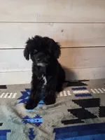 Male blk white brw, a male Yorkipoo for sale in Kansas City, KS – 4 of 6