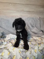 Male blk white brw , a male Yorkipoo for sale in Tulsa, OK – 1 of 7