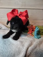 Male blk white brw , a male Yorkipoo for sale in Tulsa, OK – 7 of 7