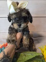 Male Brown multi, a male Yorkipoo for sale in Pittsburg, KS – 8 of 8
