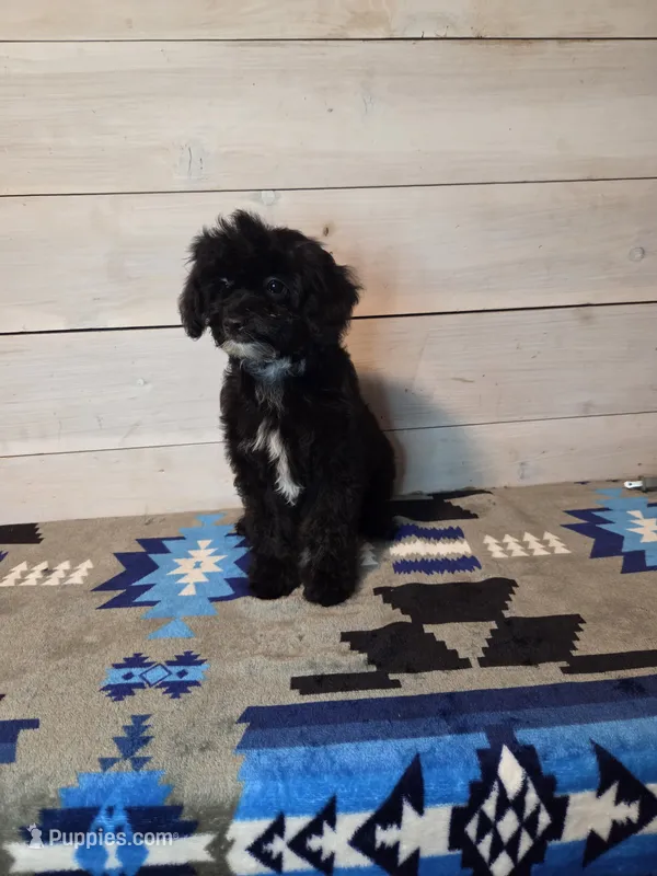 Male blk white brw – Yorkipoo puppy for sale in Kansas City, KS