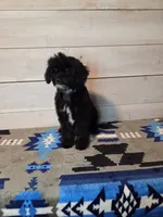Male blk white brw, a male Yorkipoo for sale in Kansas City, KS – 1 of 6