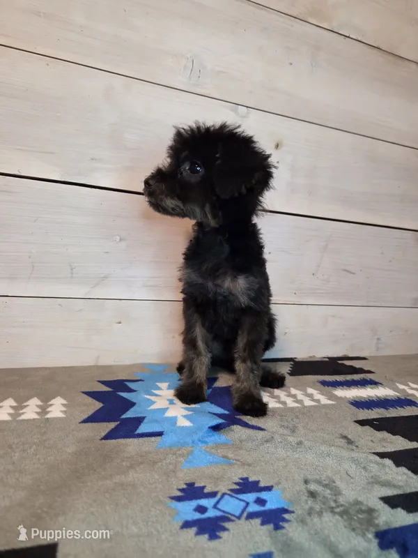 Male phantom – Yorkipoo puppy for sale in Kansas City, KS