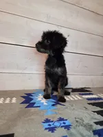 Male phantom, a male Yorkipoo for sale in Kansas City, KS – 1 of 7