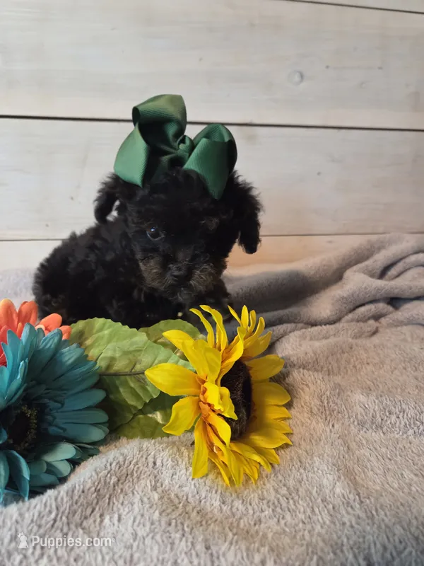 Male phantom – Yorkipoo puppy for sale in Tulsa, OK