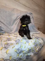 Male phantom, a male Yorkipoo for sale in Kansas City, KS – 7 of 7