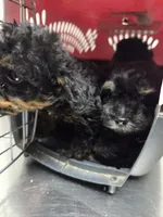 Male black/ white, a male Yorkipoo for sale in Tulsa, OK – 3 of 3
