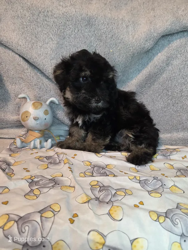 Girl phantom – Yorkipoo puppy for sale in Tulsa, OK
