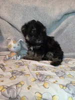 Girl phantom, a female Yorkipoo for sale in Pittsburg, KS – 1 of 8