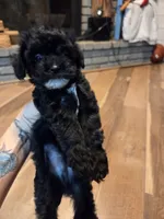 Male black/ white, a male Yorkipoo for sale in Tulsa, OK – 1 of 3