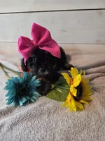 Girl phantom, a female Yorkipoo for sale in Pittsburg, KS – 8 of 8
