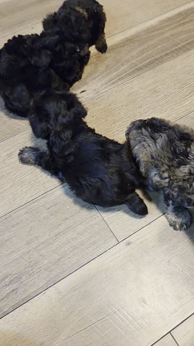 Girl phantom, a female Yorkipoo for sale in Tulsa, OK – 3 of 3