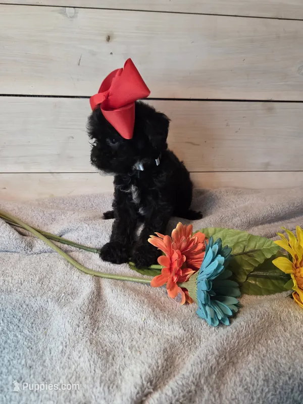 Male black/ white – Yorkipoo puppy for sale in Tulsa, OK
