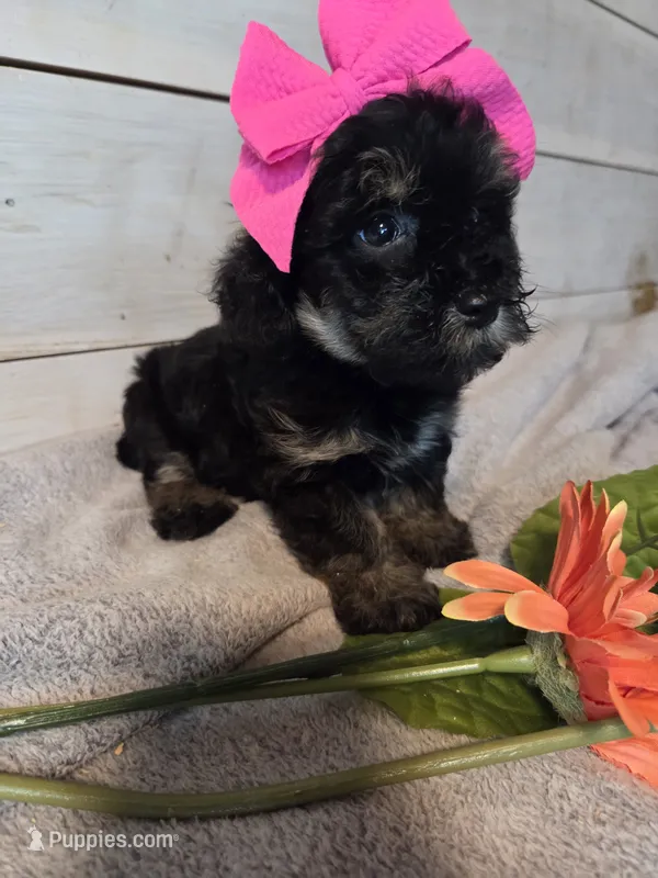 Girl phantom – Yorkipoo puppy for sale in Tulsa, OK