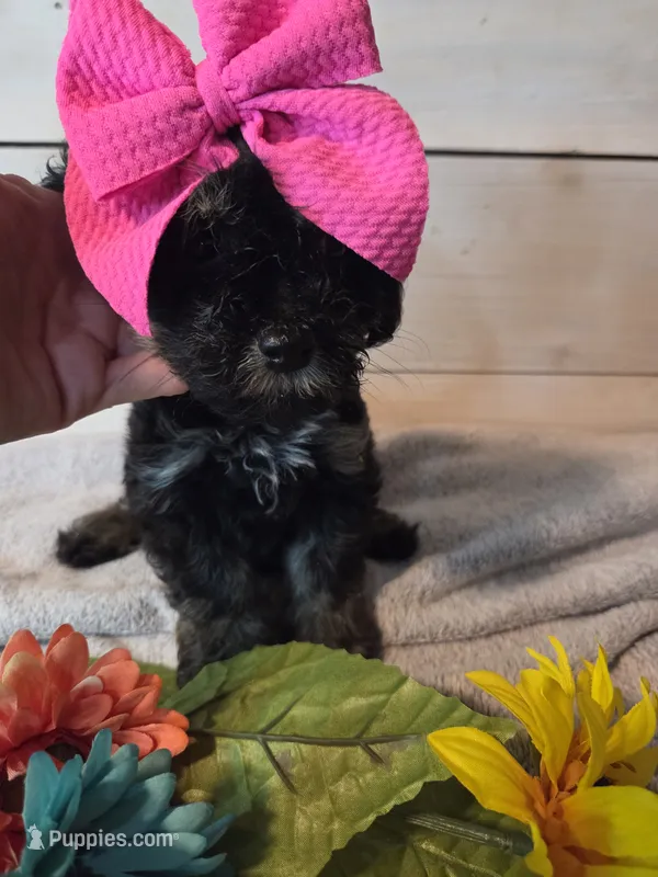 Girl phantom – Yorkipoo puppy for sale in Tulsa, OK