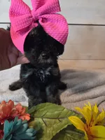 Girl phantom, a female Yorkipoo for sale in Pittsburg, KS – 4 of 8
