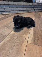 Male phantom, a male Yorkipoo for sale in Tulsa, OK – 2 of 2