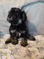 Girl phantom, a female Yorkipoo for sale in Pittsburg, KS – 3 of 8