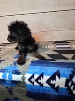 Male phantom, a male Yorkipoo for sale in Kansas City, KS – 2 of 7