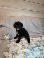 Male blk white brw , a male Yorkipoo for sale in Tulsa, OK – 5 of 7