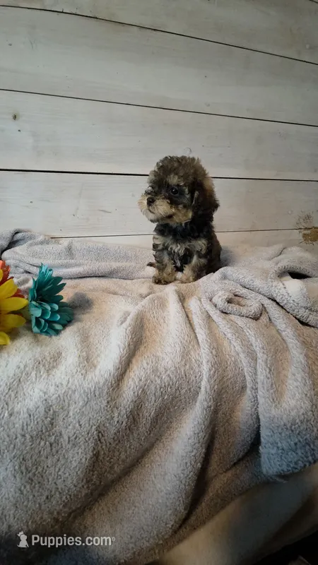 Male Brown multi – Yorkipoo puppy for sale in Tulsa, OK