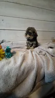 Male Brown multi, a male Yorkipoo for sale in Pittsburg, KS – 1 of 8