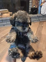 Male Brown multi, a male Yorkipoo for sale in Tulsa, OK – 1 of 3