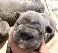 💝 Puddles Blue Big Rope 💝, a female French Bulldog for sale in Deer Park, TX – 1 of 7
