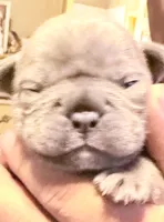 🩵 FLICK Lilac Big Rope 🩵, a male French Bulldog for sale in Deer Park, TX – 2 of 5