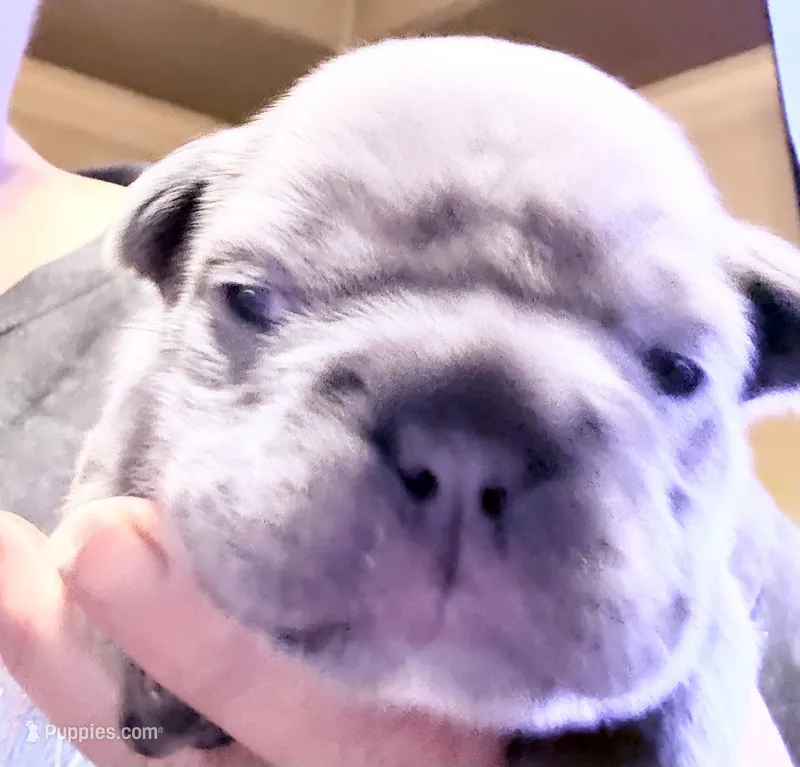 🩵 FLICK Lilac Big Rope 🩵 – French Bulldog puppy for sale in Deer Park, TX