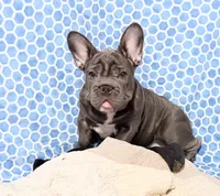 💝 PUDDLES BLUE 💝, a female French Bulldog for sale in Deer Park, TX – 3 of 9