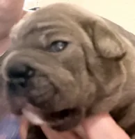 💝 Puddles Blue Big Rope 💝, a female French Bulldog for sale in Deer Park, TX – 2 of 7