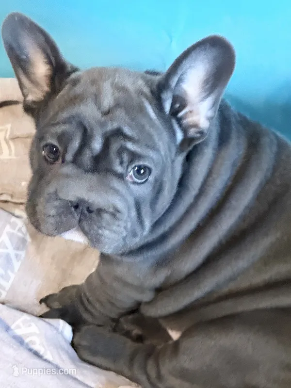 💝 PUDDLES BLUE BIG ROPE 💝 – French Bulldog puppy for sale in Deer Park, TX