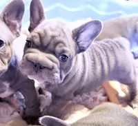 🩵 FITZGERALD LILAC BIG ROPE 🩵, a male French Bulldog for sale in Deer Park, TX – 2 of 10