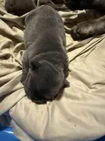 Mc Furry Blue Big Rope, a female French Bulldog for sale in Deer Park, TX – 2 of 4