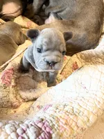 🩵 FITZGERALD LILAC BIG ROPE 🩵, a male French Bulldog for sale in Deer Park, TX – 6 of 10