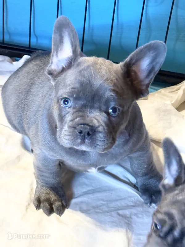 🩵 TEDDY  LILAC 🩵 – French Bulldog puppy for sale in Deer Park, TX