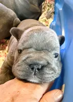 💝 Brookhaven Big Rope 💝, a female French Bulldog for sale in Deer Park, TX – 2 of 10