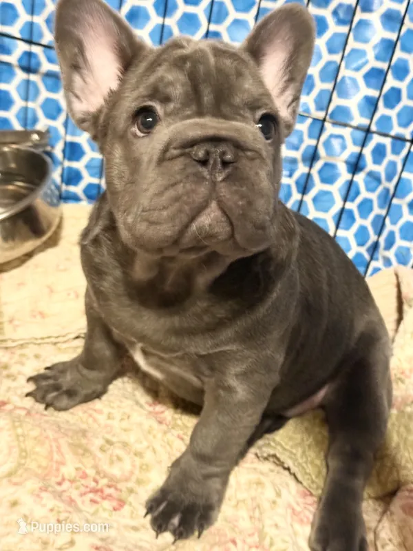 💝 BROOKHAVEN LILAC 💝 – French Bulldog puppy for sale in Deer Park, TX