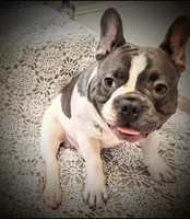 Mc Furry Blue Big Rope, a female French Bulldog for sale in Deer Park, TX – 3 of 4