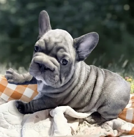 🩵 FITZGERALD LILAC BIG ROPE 🩵 – French Bulldog puppy for sale in Deer Park, TX