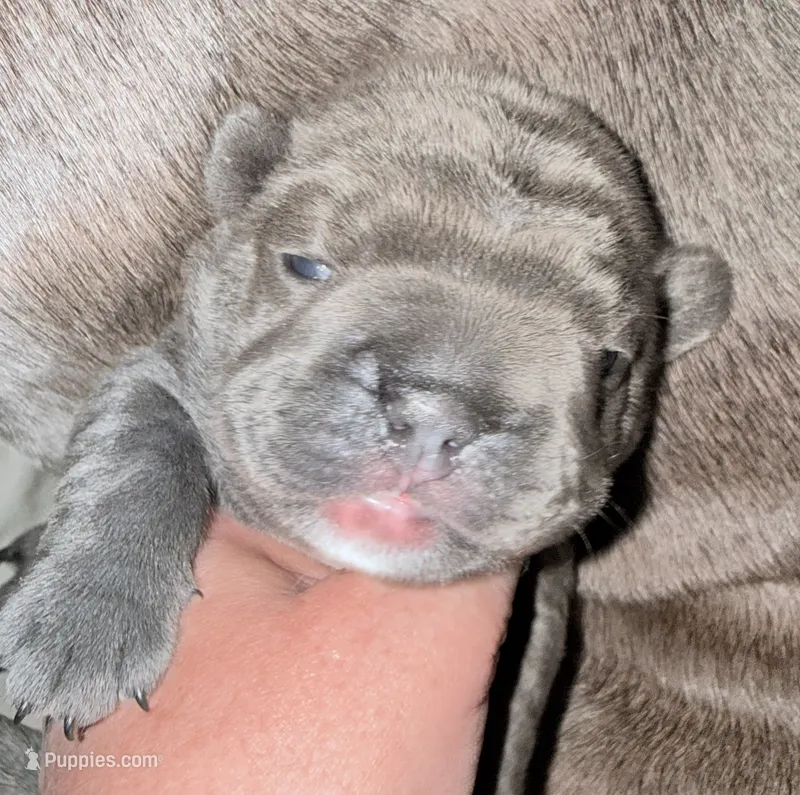 💝 Mc Furry Blue Big Rope 💝 – French Bulldog puppy for sale in Deer Park, TX