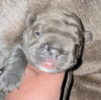 💝 Puddles Blue Big Rope 💝, a female French Bulldog for sale in Deer Park, TX – 3 of 7