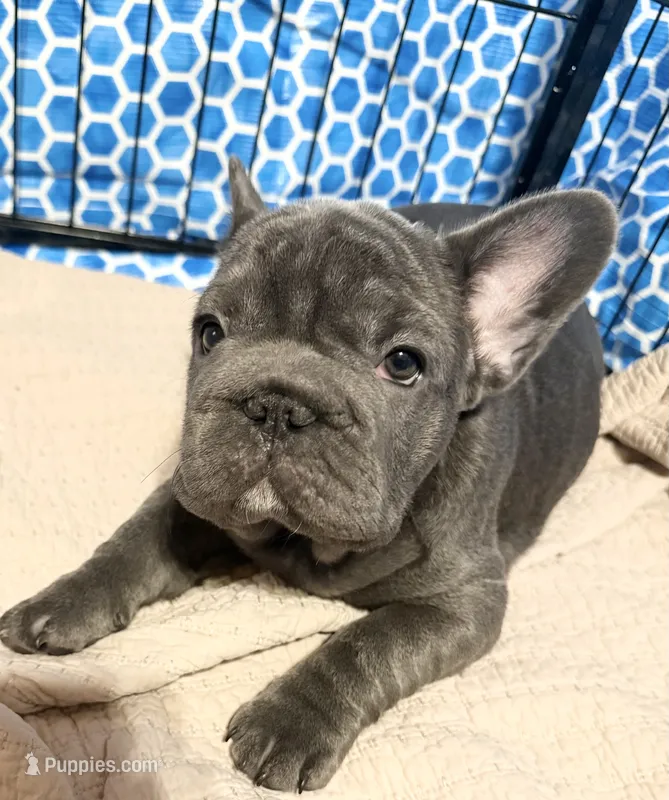 💝 BROOKHAVEN LILAC 💝 – French Bulldog puppy for sale in Deer Park, TX