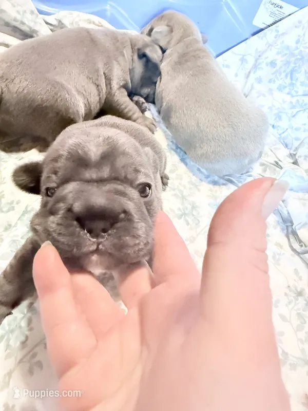 💝 Brookhaven 💝 – French Bulldog puppy for sale in Deer Park, TX