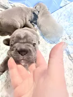 💝 Brookhaven Big Rope 💝, a female French Bulldog for sale in Deer Park, TX – 3 of 10